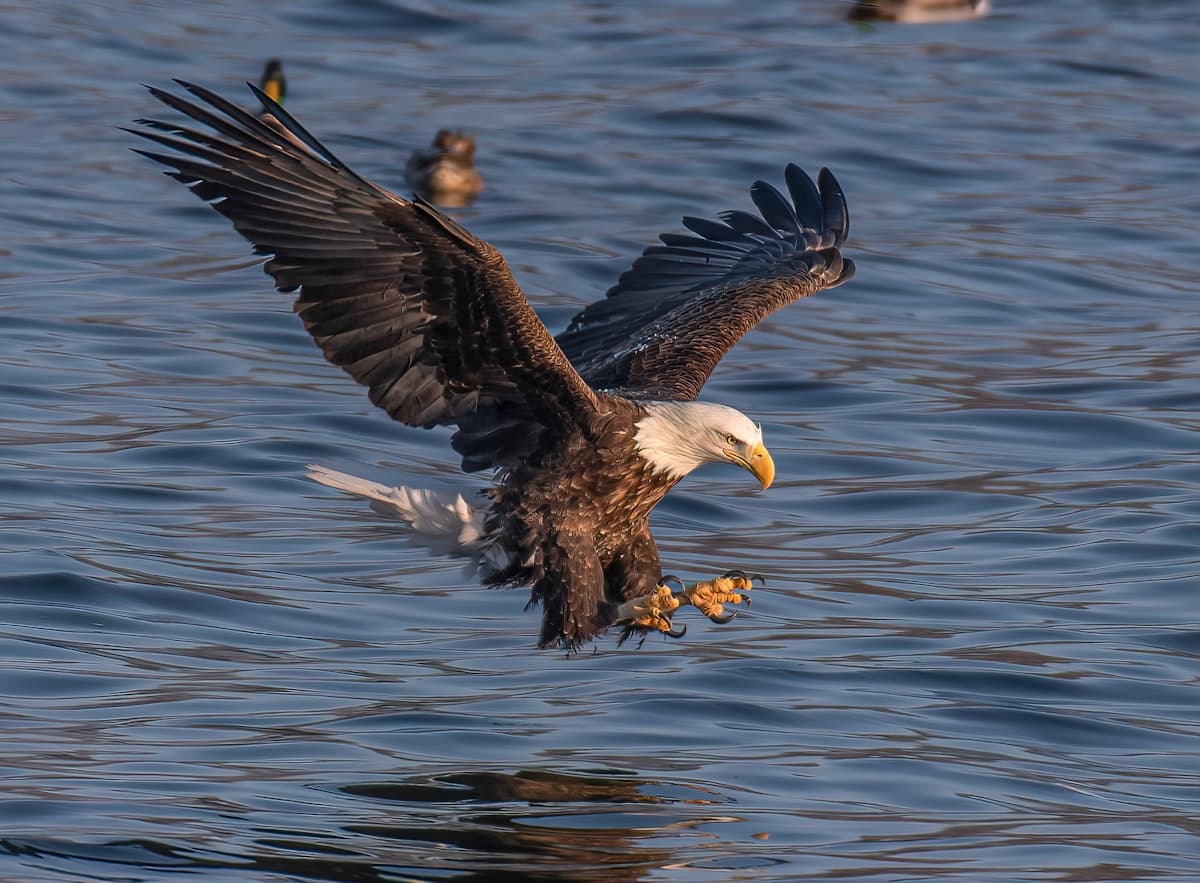Bald eagles overhead